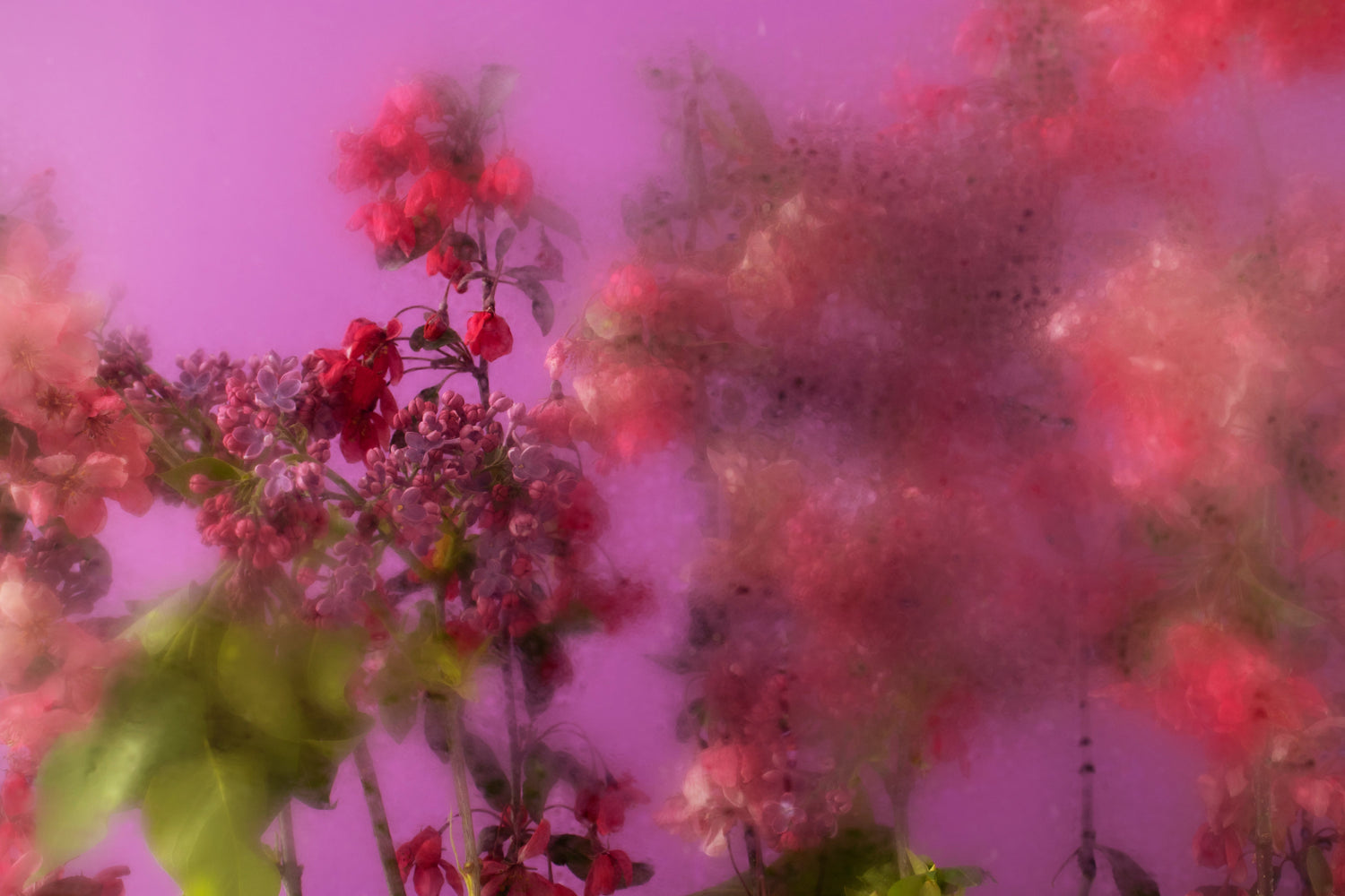 The symbolic power of flowers in contemporary art and personal growth