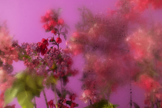The symbolic power of flowers in contemporary art and personal growth